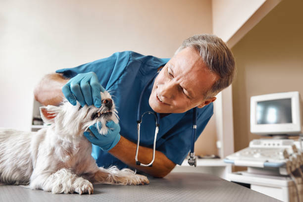 Best Emergency X-Rays and Diagnostics in Industry, PA